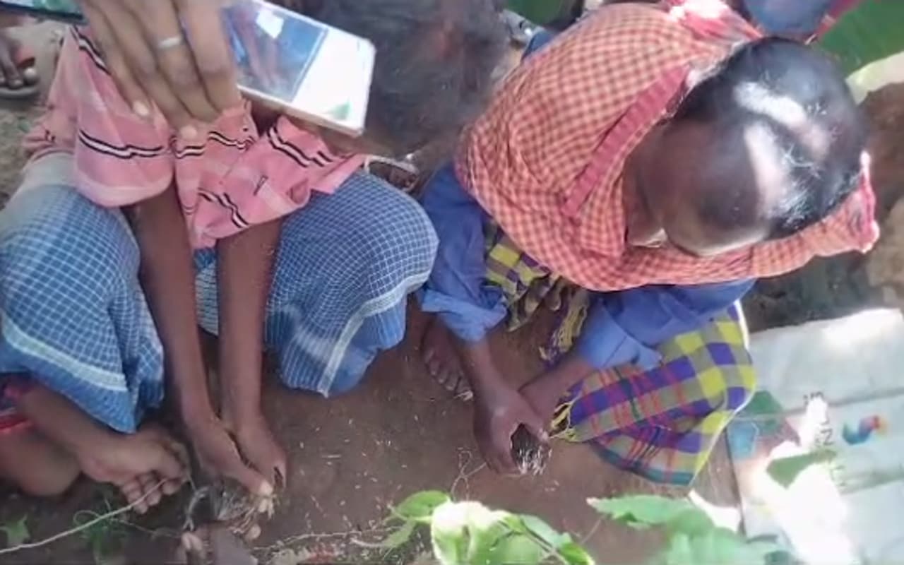 PHOTOS: दुमका में मेंढक-मेंढकी की अनोखी शादी, जमकर नाचे बाराती, अच्छी बारिश की कामना की