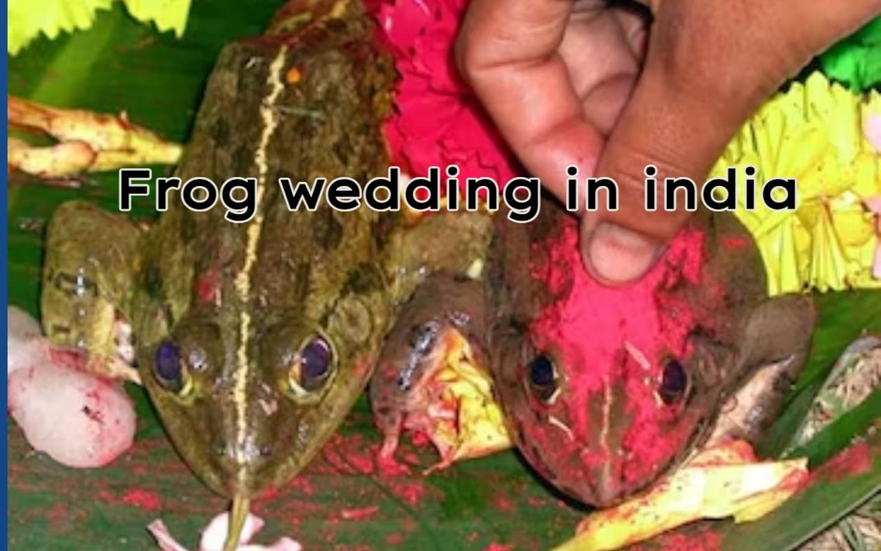 Frog wedding: वर्षा के लिए मेंढकों की शादी की अजीबोगरीब प्रथा, इस वजह से तलाक भी कराया जाता है