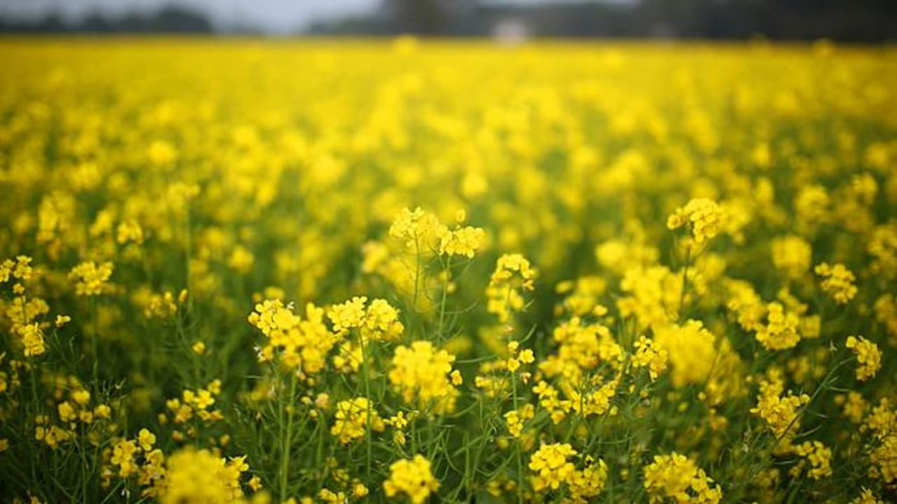 सुशील मोदी के सवाल पर केंद्र ने कहा, जीएम सरसों पर्यावरण के अनुकूल और अधिक उपज देने में सक्षम
