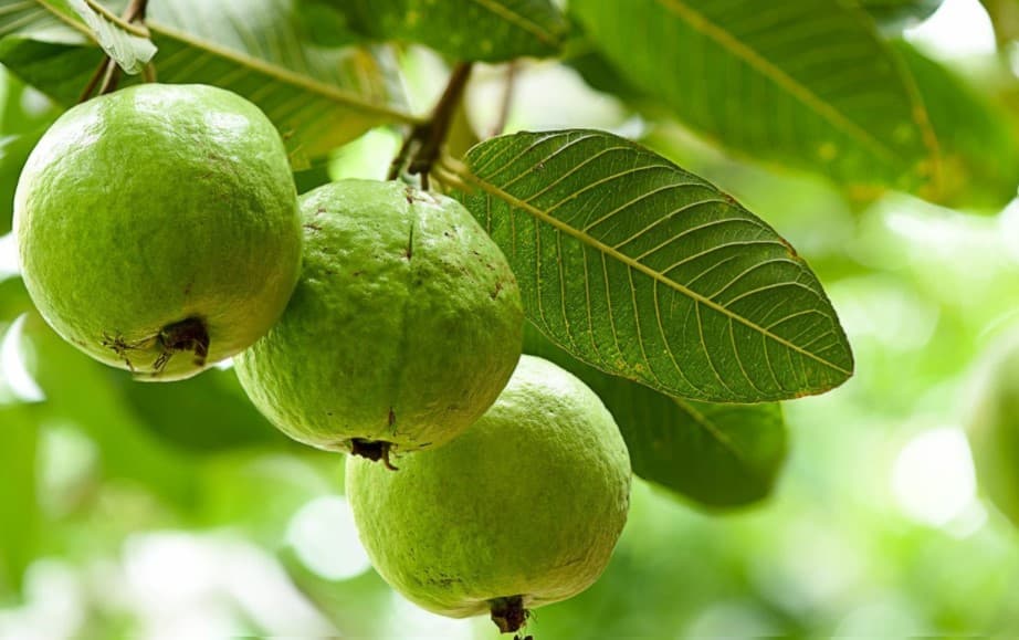 Health Tips: सर्दियों में ठंड से बचने के लिए खाने में शामिल करें ये चीजें, ठंड से मिलेगी राहत, इम्युनिटी भी होगी मजबूत