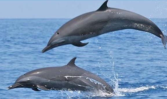 UP News: गंगेटिक डॉल्फिन को यूपी के जलीय जीव का दर्जा, सीएम योगी आदित्यनाथ ने पीलीभीत में की घोषणा