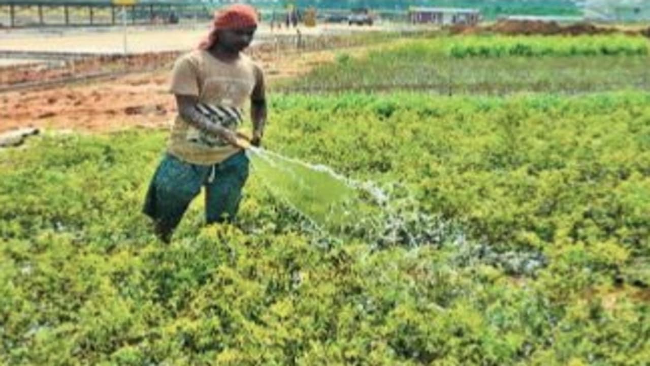 जयपुर इंटरनेशनल एयरपाेर्ट की तर्ज पर बन रहा देवघर एयरपोर्ट का गार्डन, जानें इसकी खासियत