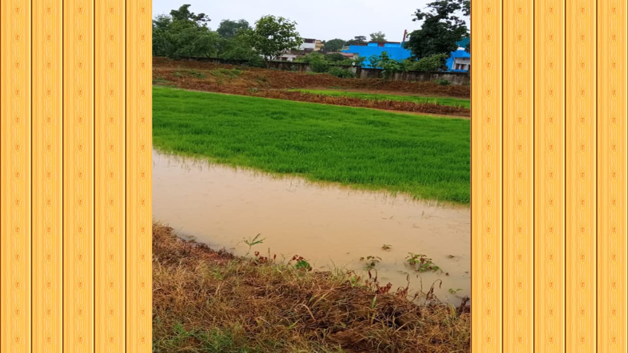 Jharkhand Weather Update News : गढ़वा में हुई राहत की बारिश, किसानों के मुरझाये चेहरे खिले