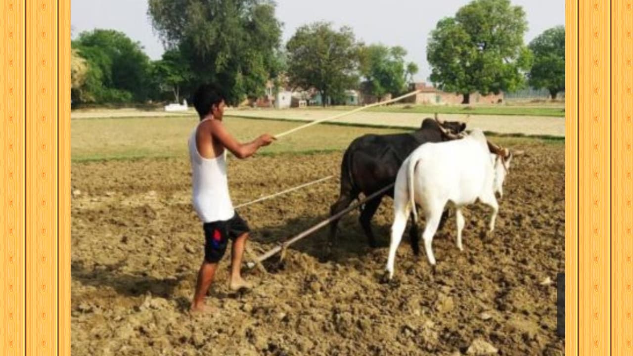 डीजल के मूल्य में हुई वृद्धि के कारण ट्रैक्टर से खेती करना मुश्किल, हल-बैल ही सहारा