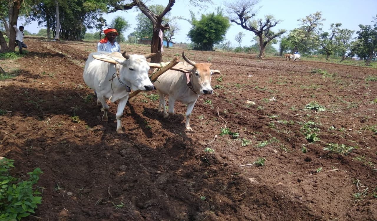 Agriculture News :  फसल बर्बाद होने पर सरकार किसानों को दे रही पैसा, 31 दिसम्बर से पहले करना होगा यह काम...