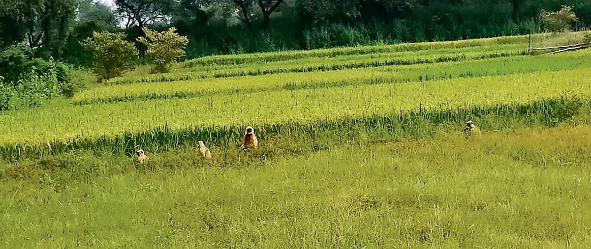 KISHAN NEWS: बेहतर पैदावार के लिए फसलों की बोआई से पहले कराएं खेतों की मिट्टी जांच