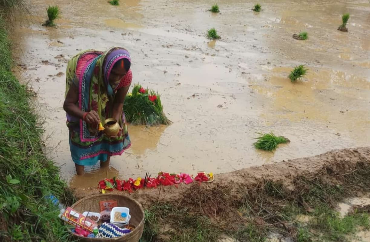 खेतों में गूंजे लोकगीत : पचाठी पूजा के साथ हजारीबाग के बड़कागांव में धनरोपनी शुरू, महिला किसानों ने की धरती माता, लक्ष्मी माता एवं गवाट की पूजा