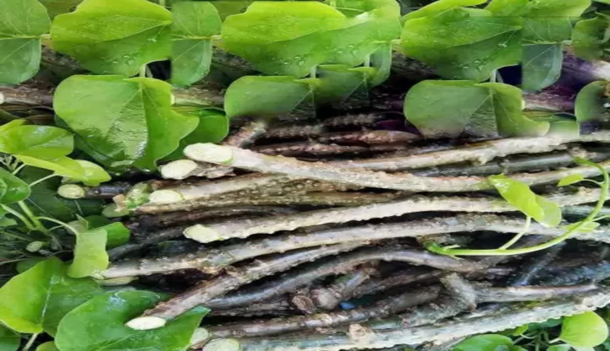 आयुष मंत्रालय ने गिलोय को लीवर के लिए नुकसानदेह बताने वाली स्टडी को बताया भ्रामक, मीडिया की खबर का किया खंडन