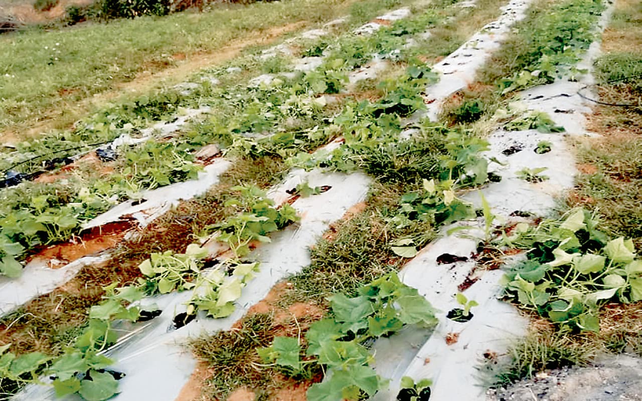 झारखंड : गिरिडीह के सरिया में हाथियों का उत्पात, 4 एकड़ में लगी रबी की फसलों को किया बर्बाद