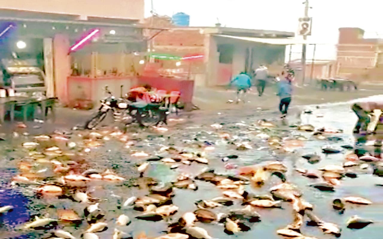 झारखंड के एक थानेदार मछली गायब करने के मामले में नपे, जवान भी हुआ सस्पेंड, जानें पूरा मामला