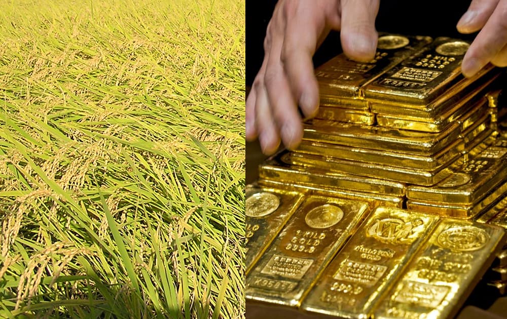 पश्चिम बंगाल में बांग्लादेश सीमा के पास धान के खेत में मिले 21 किलोग्राम सोना, सात गिरफ्तार