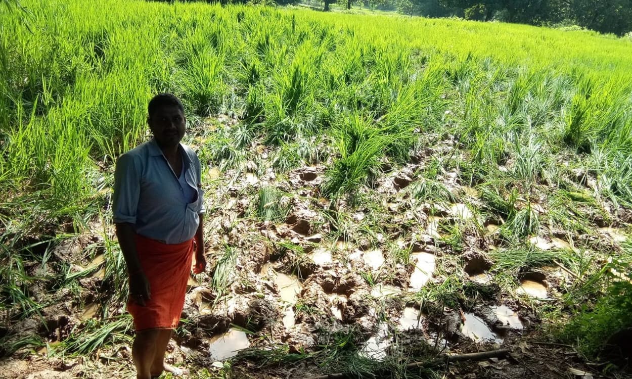 किसान भाई ध्यान दें, 12 जनवरी तक कर लें ये जरूरी काम, वरना कृषि इनपुट योजना का नहीं मिलेगा लाभ !