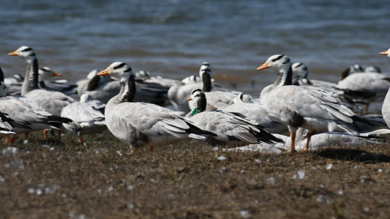 झारखंड में पहली बार दिखे ग्रेटर फ्लेमिंगों पक्षी, तिलैया डैम में बढ़ी विदेशी मेहमानों की संख्या