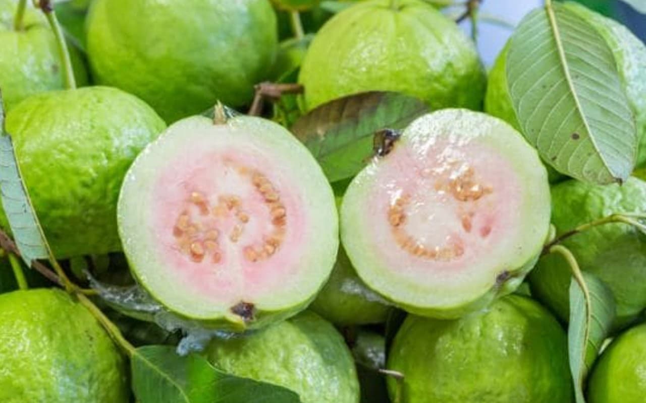 Guava Benefits: अमरूद खाने के हैं कई फायदे, ब्लड प्रेशर, शुगर के साथ हार्ट हेल्थ के लिए भी बढ़िया
