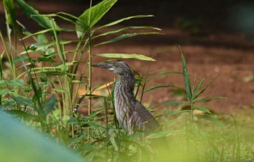 झारखंड : गुमला के ड्राई जंगल हैं इन दुर्लभ पक्षियों का आशियाना