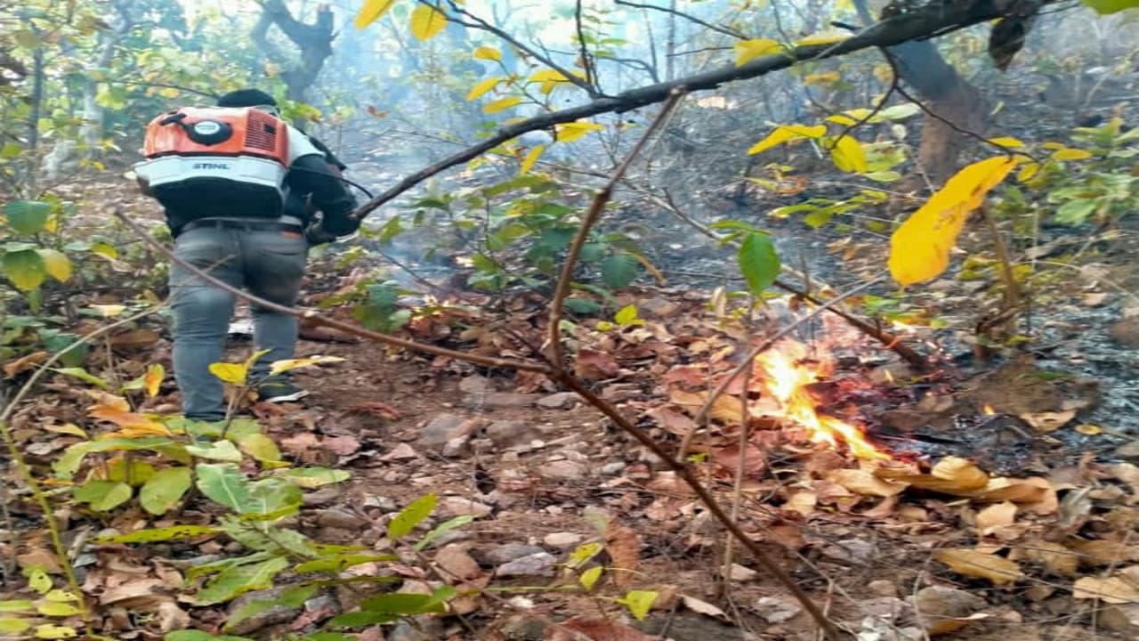 19 दिन में 65 बार गुमला के जंगलों में लग चुकी है आग, जानें क्या है कारण