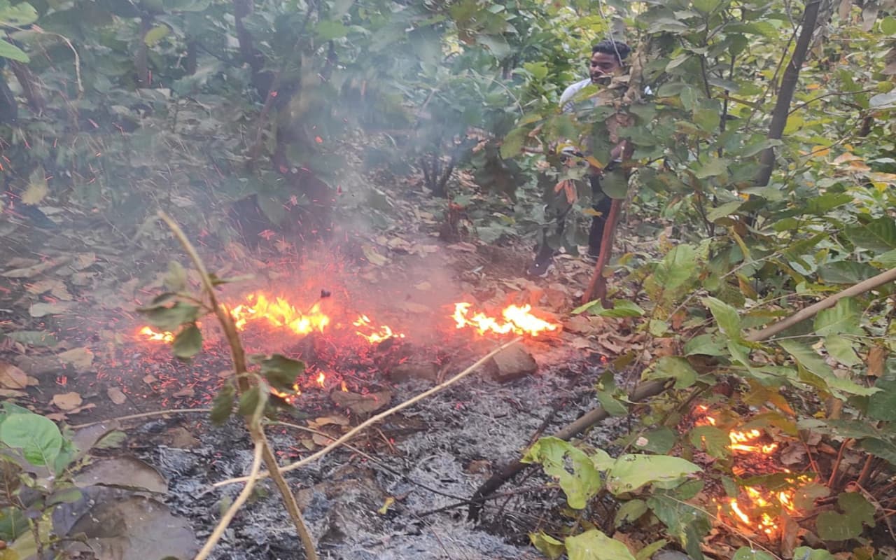 झारखंड : गुमला के जंगल में अगजनी की घटना बढ़ी, इस साल 35 बार लग चुकी है आग, खत्म हो रहा पक्षियों का बसेरा