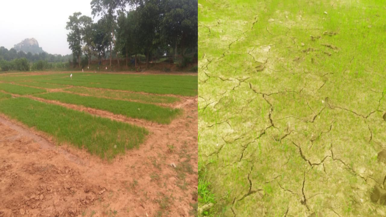 राजस्थान के 18 जिलों को अब भी बारिश का इंतजार, जानिए अजमेर, दौसा सहित इन जिलों कब तक पहुंचेगा मॉनसून