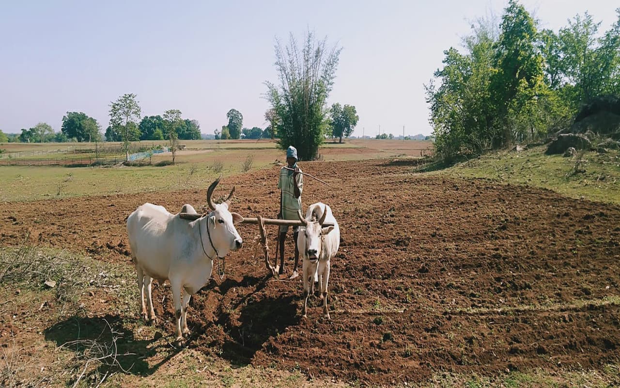 झारखंड : गुमला के करीब 800 किसान परेशान, बोले- साहब, धान बेचने का पैसा नहीं मिला, कैसे करें खेती?