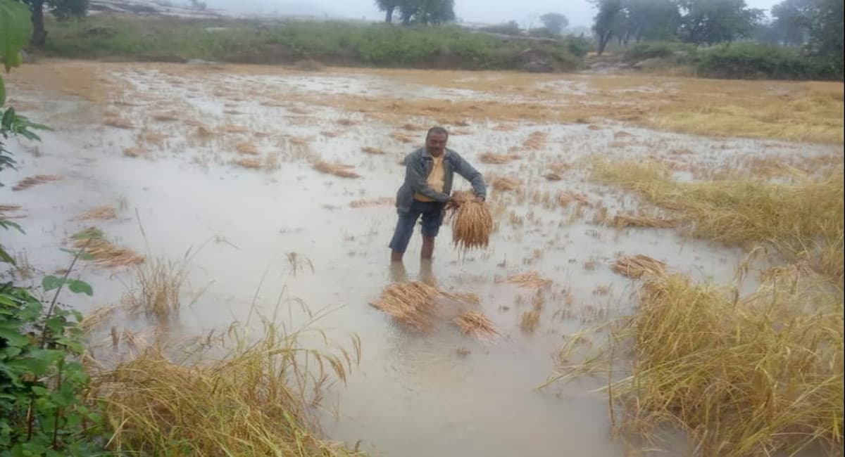 Jharkhand Weather News: बेमौसम बारिश ने किसानों की बढ़ायी परेशानी, खेतों में कटा धान पानी में डूबा, बढ़ेगी ठंड