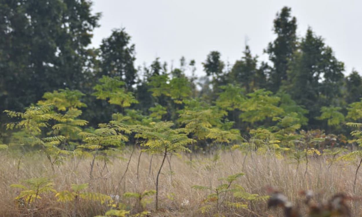 Jharkhand Naxal News : ग्रामीणों के साथ जंगल गये बुजुर्ग की प्रेशर बम विस्फोट में मौत, नक्सलियों ने बिछाया था प्रेशर बम