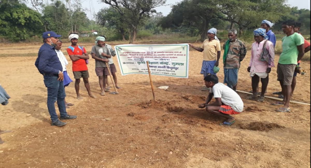 झारखंड के गुमला जिले में सरसों की अधिक पैदावार की चल रही तैयारी, 40 हेक्टेयर में होगी खेती