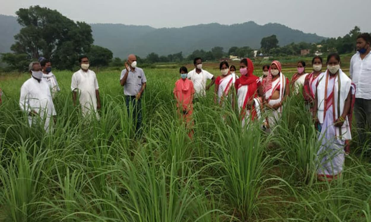 प्रधानमंत्री मोदी ने बिशुनपुर में लेमन ग्रास खेती की सराहना की, उत्साहित हुई महिला किसान