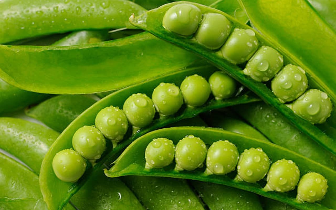 हरी मटर खाने से सेहत को मिलते हैं ये अद्भुत फायदे, जानें ज्यादा खाने के नुकसान