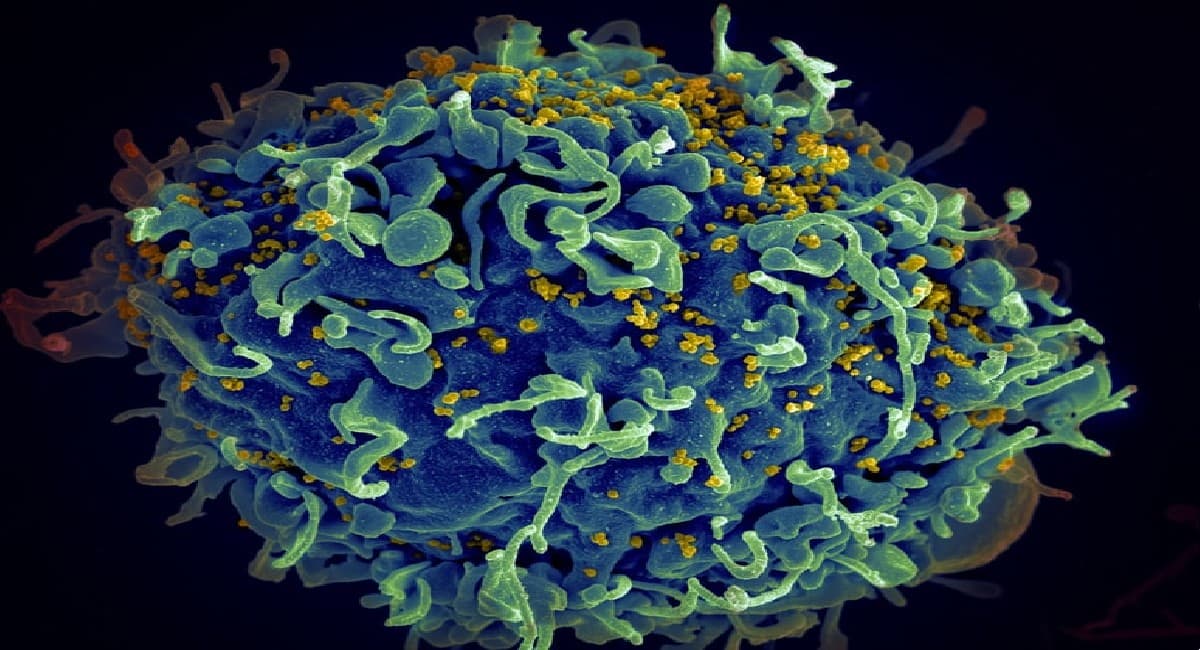 क्या है Cord Blood Treatment, जानिए कैसे ठीक हुआ मिश्रित नस्ल की अमेरिकी महिला का HIV