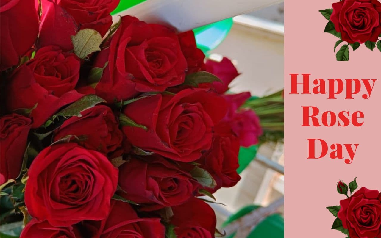Happy Rose Day: रोज डे से वैलेंटाइन वीक की शुरुआत, जानें गुलाब के हर रंग के फूल का क्या होता है मतलब