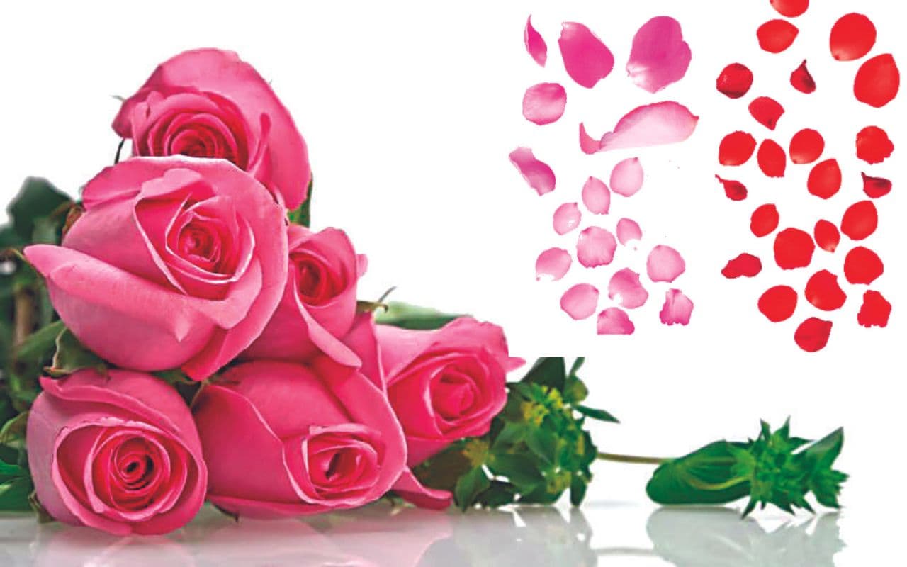 Rose Day 2023: रांची में डच रोज, देसी गुलाब की बढ़ी डिमांड, इनके लिए खास है यह दिन