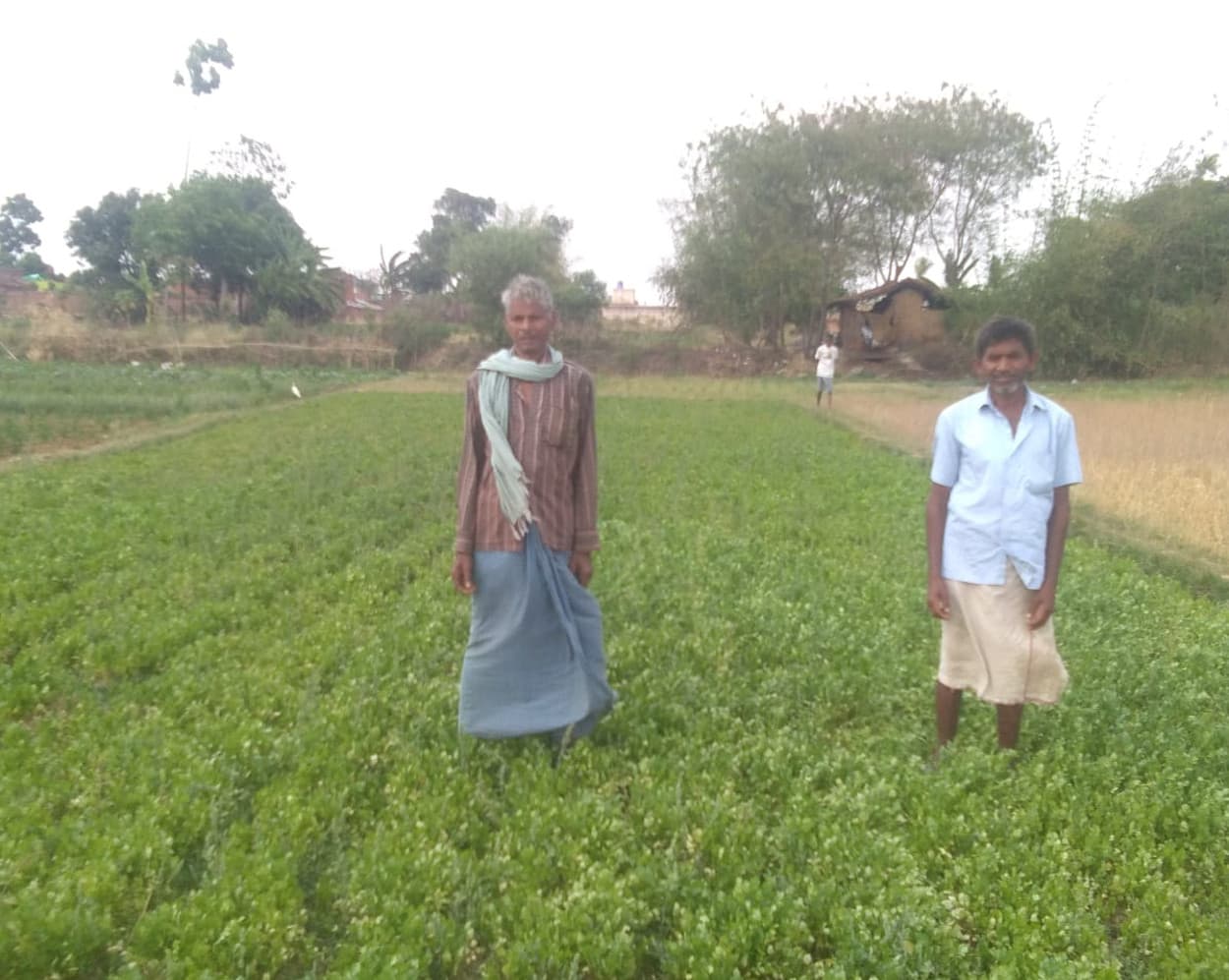 विदेशों तक नहीं पहुंच पा रही इचाक की धनियां की खुशबू, करोड़ों का हो रहा नुकसान