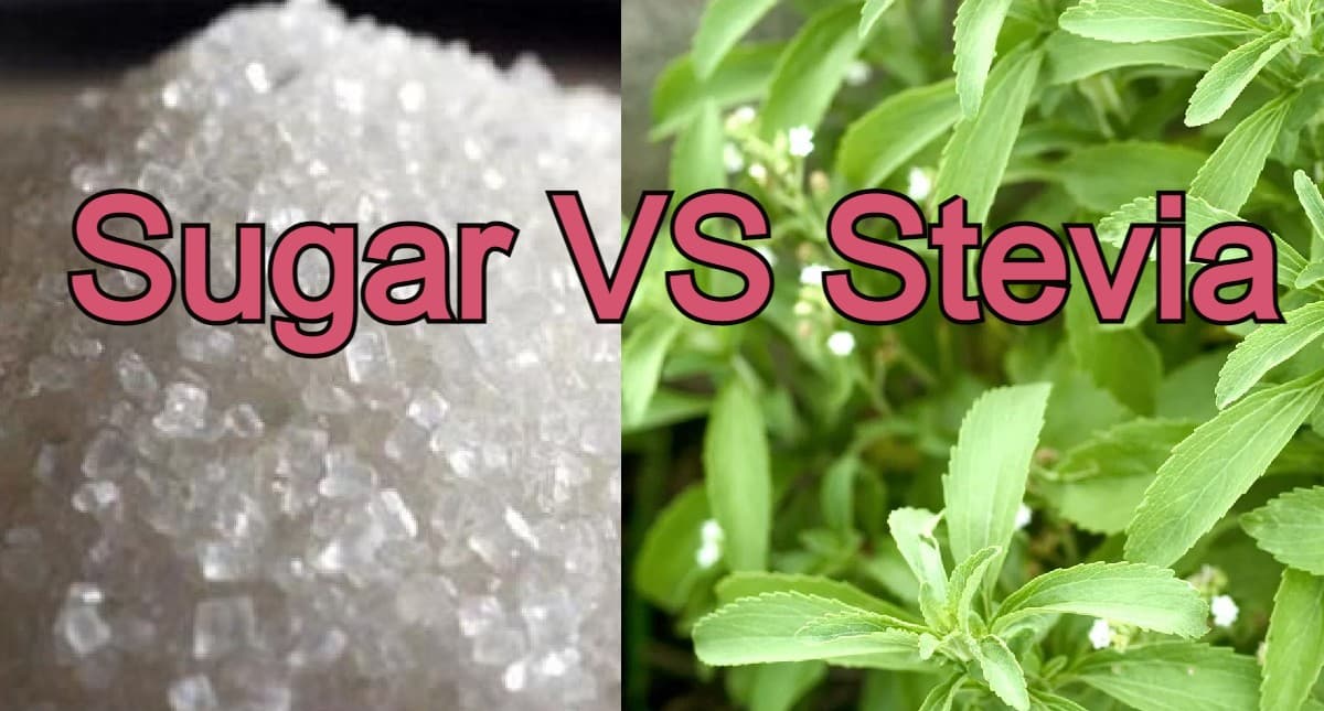 Health Benefits Of Stevia: चीनी को स्टीविया से रिप्लेस करना सही है या गलत ? यहां पढ़ें पूरी डिटेल