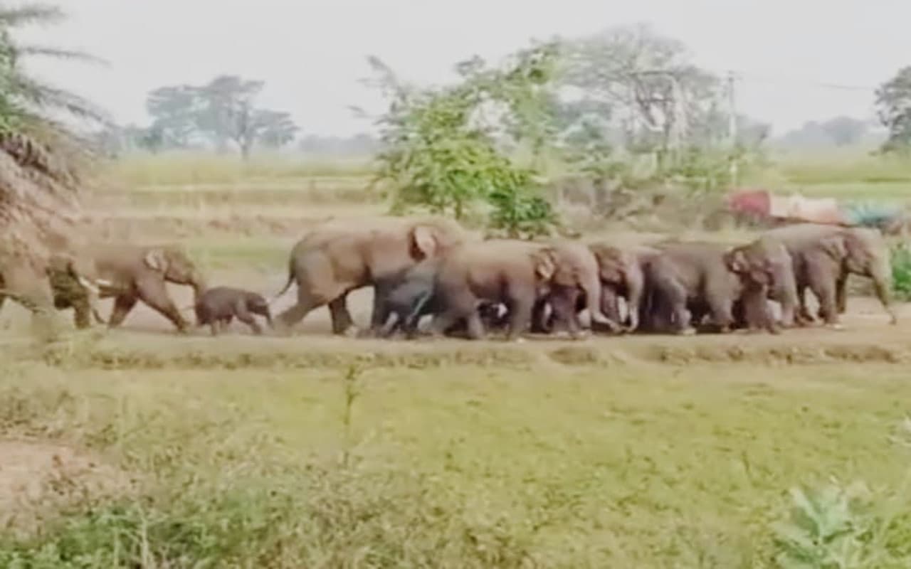 Jharkhand: गढ़वा में हाथियों का उत्पात, चट कर गए राशन दुकान का चावल, डीलर को मार डाला