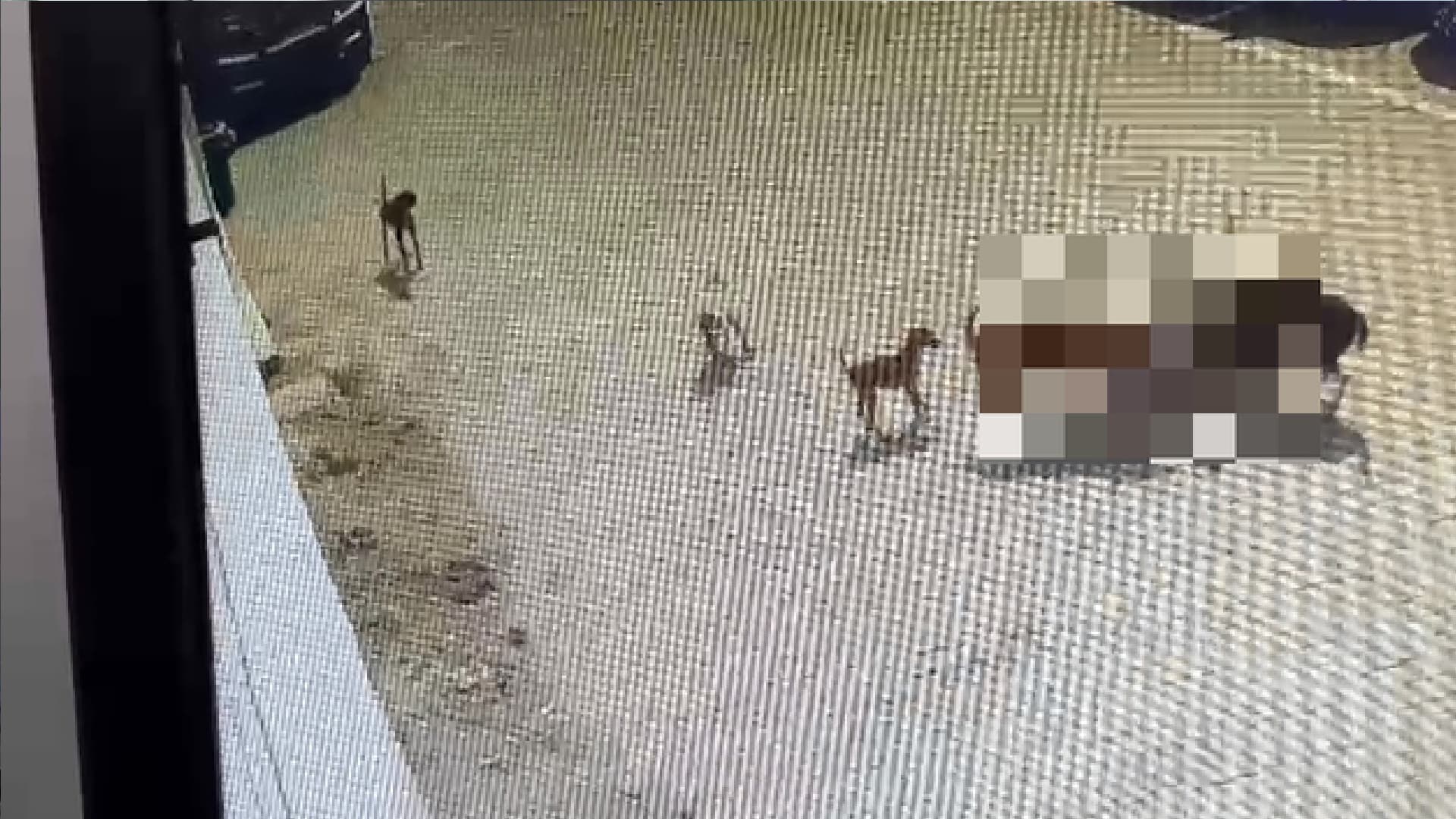 Dog Attack: हैदराबाद में खूंखार हुए आवारा कुत्ते, 5 साल के बच्चे को नोच-नोच कर मार डाला