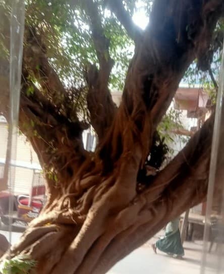 बरेली में जिंदगी छीनने वाले इस पेड़ से नगर निगम भी डरा, DFO की अनुमति के बाद भी नहीं किया समाधान