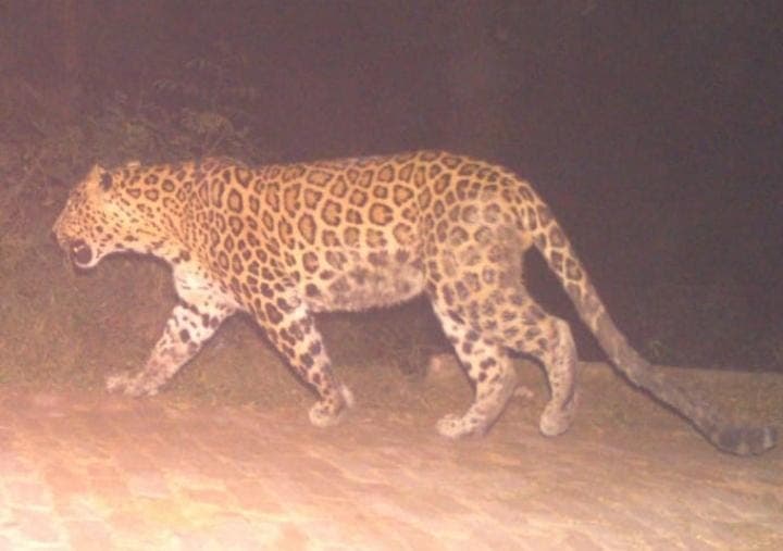 कानपुर में तांडव मचा रहे तेंदुए का होगा 'एनकाउंटर', पकड़ने के लिए वन विभाग ने की स्पेशल तैयारी