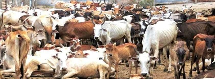 Aligarh News: पशुपालकों को सता रहा मुंहपका और खुरपका बीमारी का डर, इस तरह करें बचाव