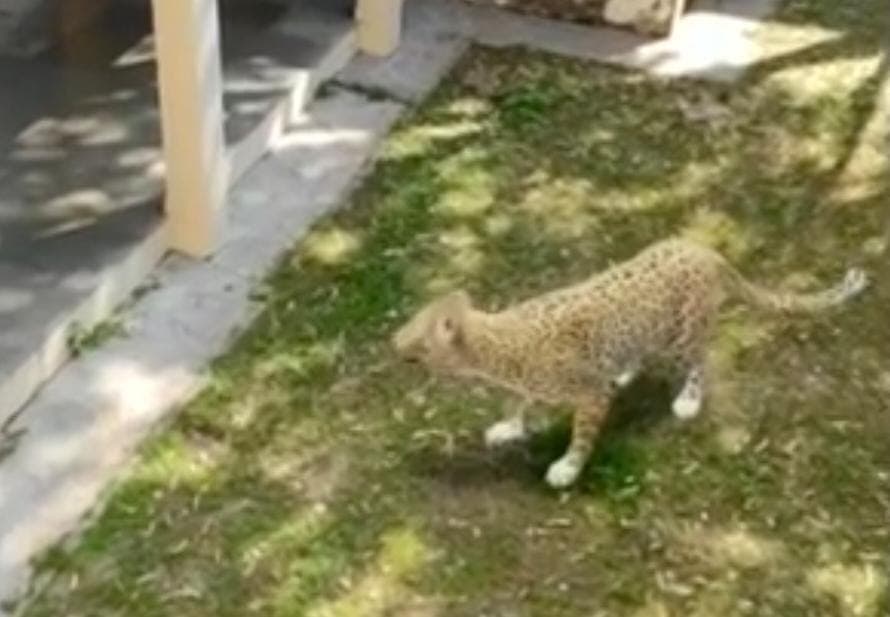 Leopard in IIT Campus: CCTV की मदद से तेंदुए की तलाश में जुटी DFO की टीम, आईआईटी कैम्पस में मचा हड़कंप