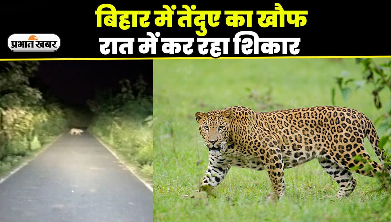 VIDEO: बिहार में तेंदुए का दहशत देखिए, रात में निकलकर कर रहा है शिकार