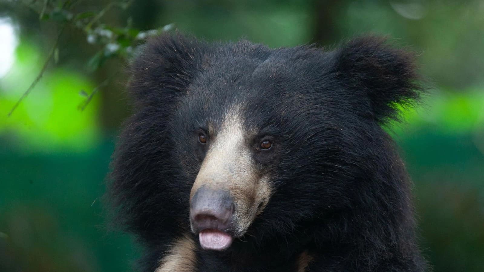World Sloth Bear Day: आगरा में है दुनिया का सबसे बड़ा भालू संरक्षण केंद्र, 101 हैं मौजूद