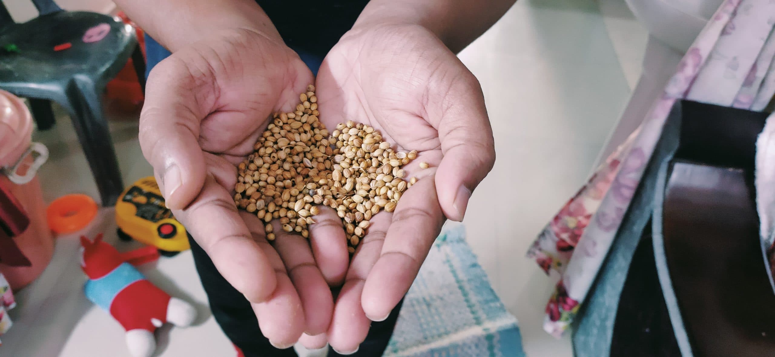 Aligarh News: धनतेरस पर बर्तन ही नहीं, धनिया के बीज का भी है खास महत्व