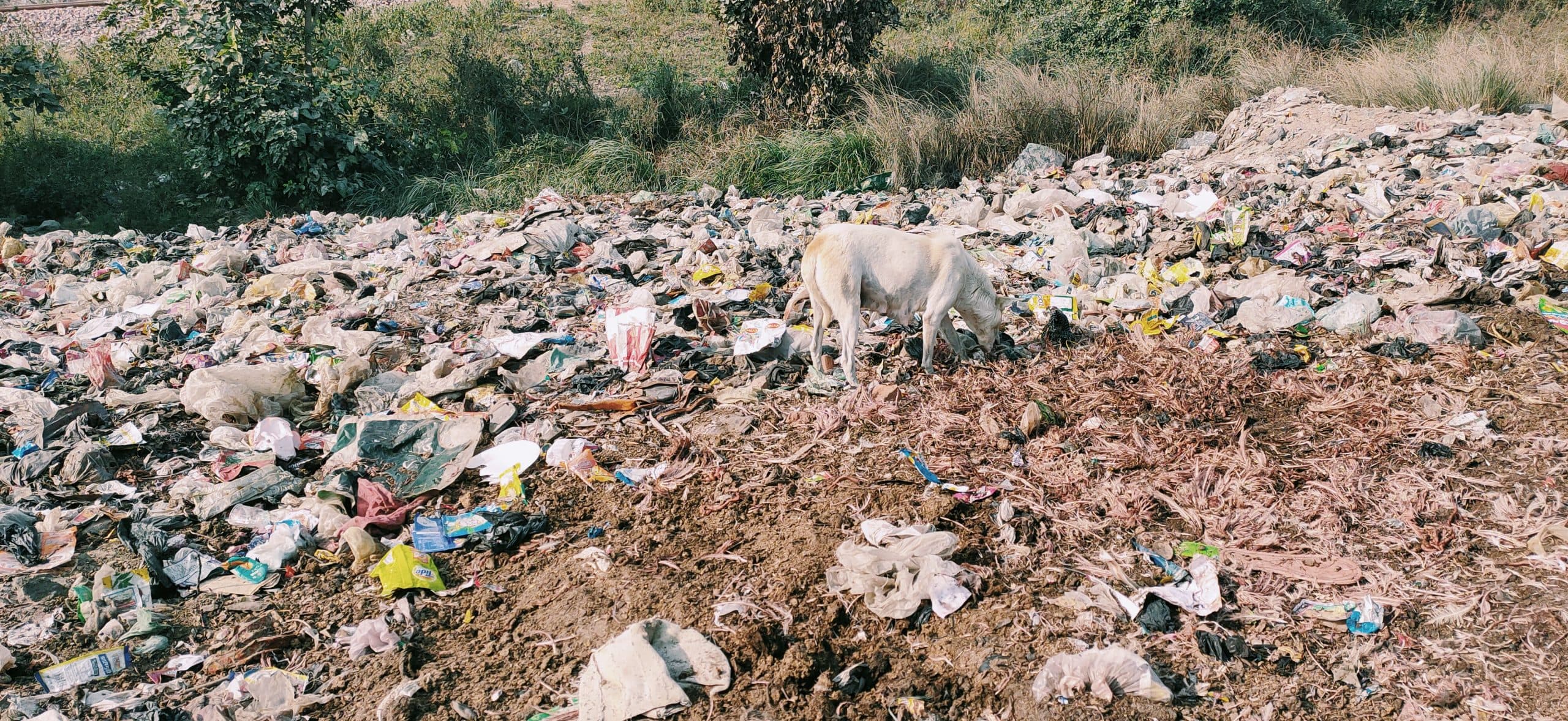 Aligarh News: अलीगढ़ में गंदगी से निपटने की तैयारी, साफ-सफाई के लिए 80 वार्ड में 27 नोडल ऑफिसर तैनात