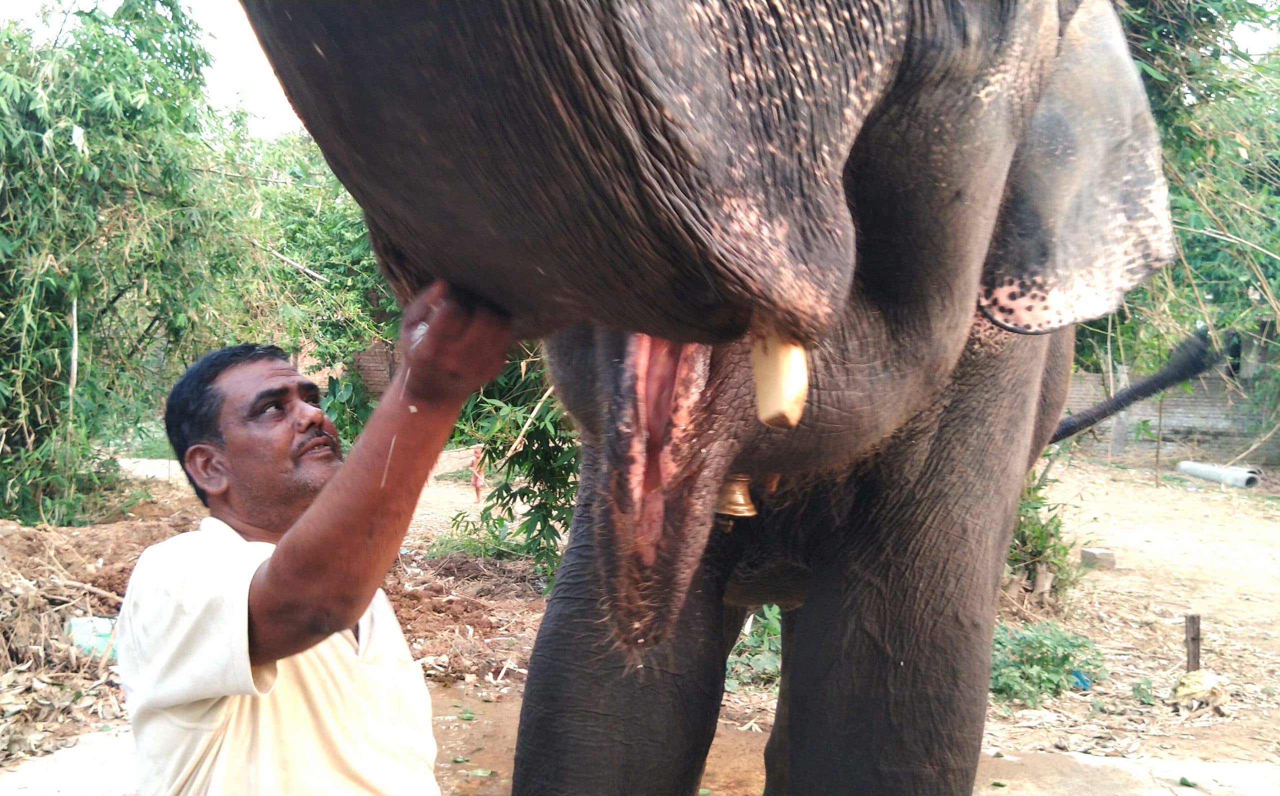 पटना के अख्तर इमाम ने हाथियों के नाम की करोड़ों की संपत्ति, बोले- मोती और रानी के बिना एक पल गुजारना मुश्किल
