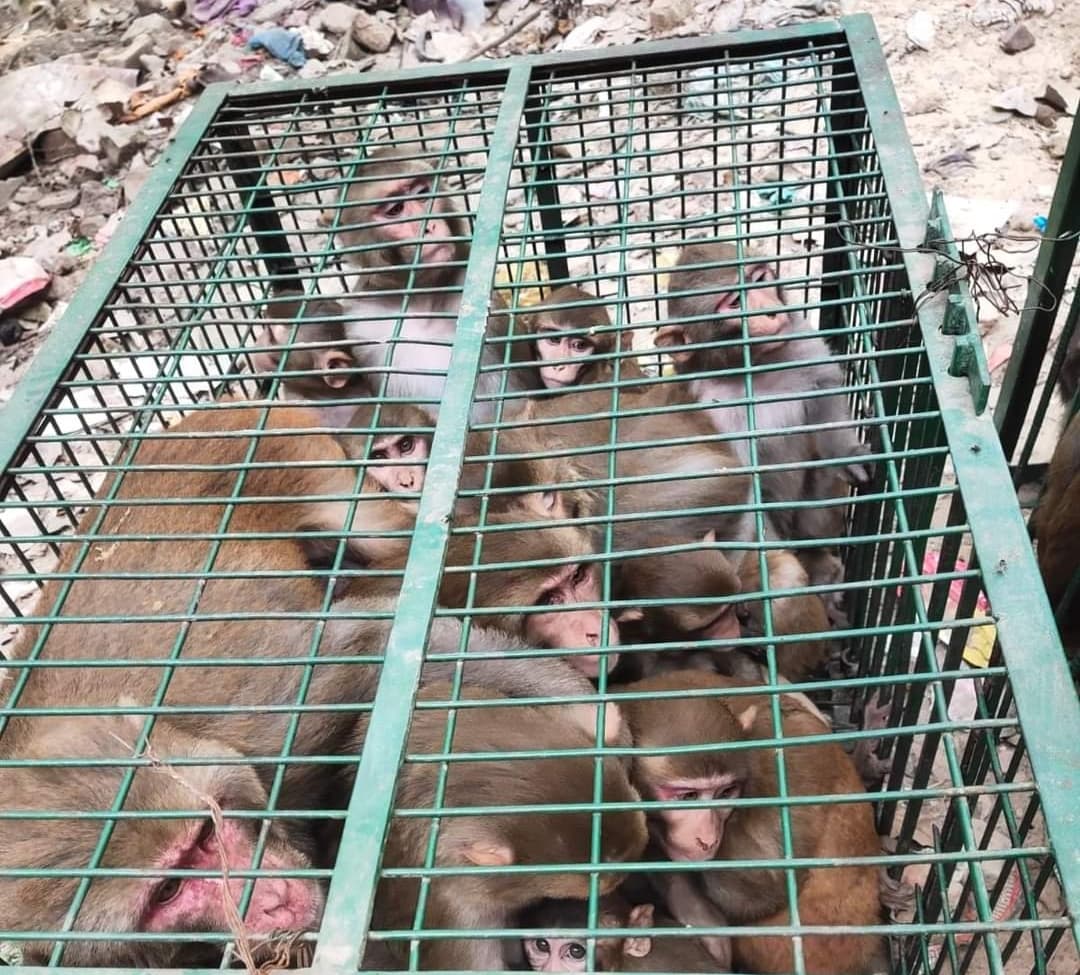 Aligarh News: अलीगढ़ को मिलेगी उत्पाती बंदरों से मुक्ति, कैटल क्रेचर टीम ने शुरू किया अभियान