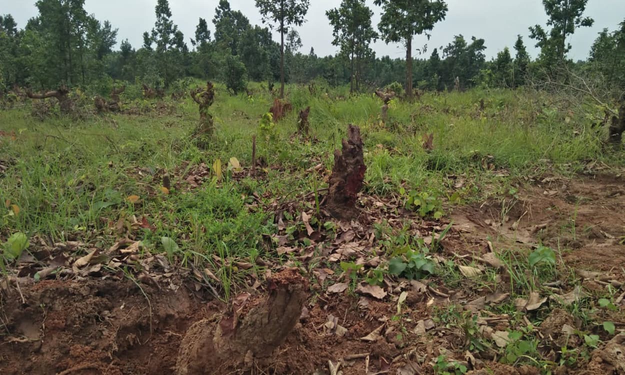 इचाक में सैकड़ों एकड़ जंगल में लगे पेड़ को काटकर बनाया खेत, विरोध में उतरे ग्रामीण
