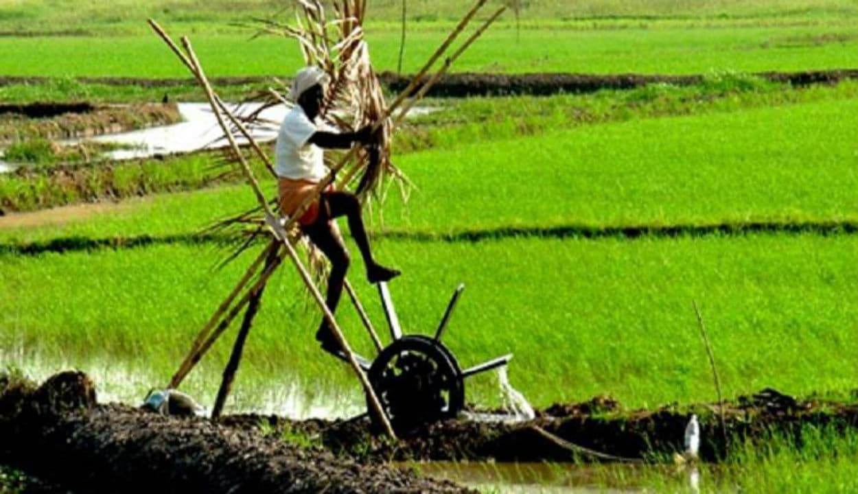 चावल की उत्पादकता बढ़ी, धान उत्पादन में आत्मनिर्भर हुआ बिहार, अब सरकार बना रही ये योजना