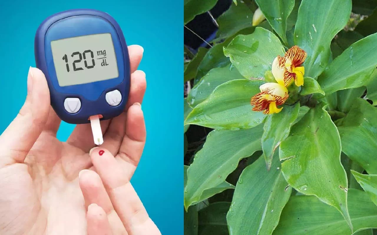 Insulin Plant की पत्तियां चबाने से कंट्रोल में रहता है ब्लड शुगर, जानें इस्तेमाल का सही तरीका और फायदे