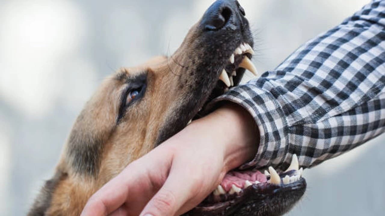 World Rabies Day 2023: यूपी में आवारा कुत्तों का आतंक, जानलेवा बन सकती है रेबीज, जानें कितनी खतरनाक है बीमारी