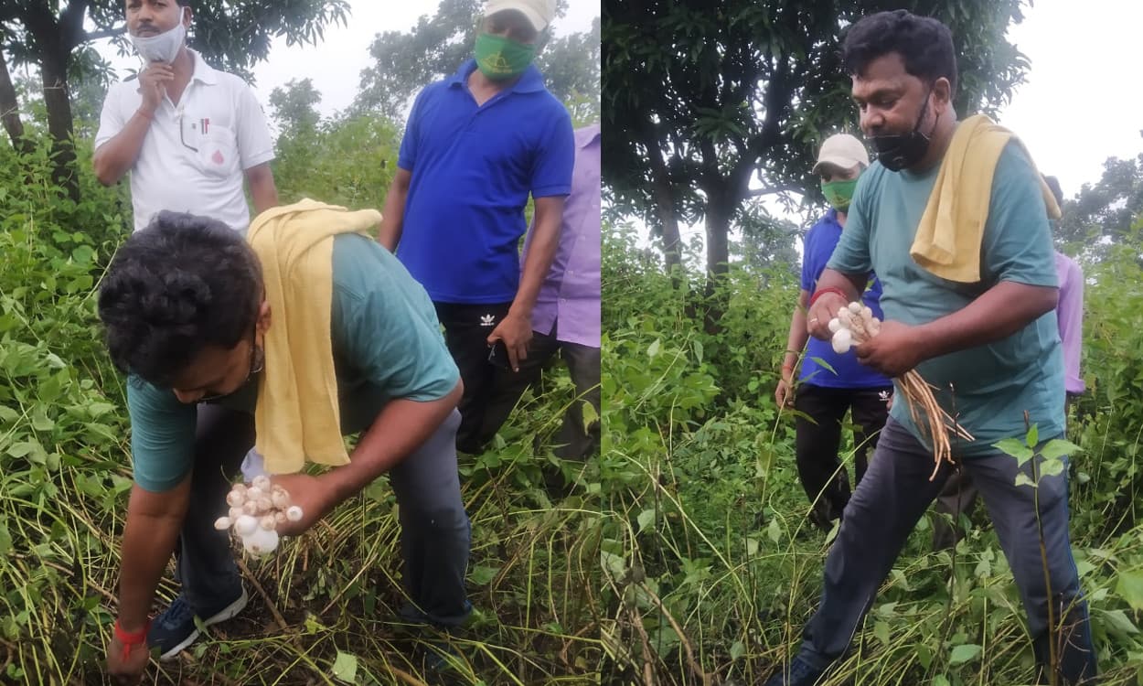 सड़क किनारे मशरूम ढूंढ रहे हैं झारखंड के शिक्षा मंत्री, आप भी देखिए तस्वीर